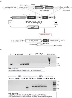 Efficient Secretion of Murine IL-2 From an Attenuated Strain of Clostridium sporogenes, a Novel Delivery Vehicle for Cancer Immunotherapy